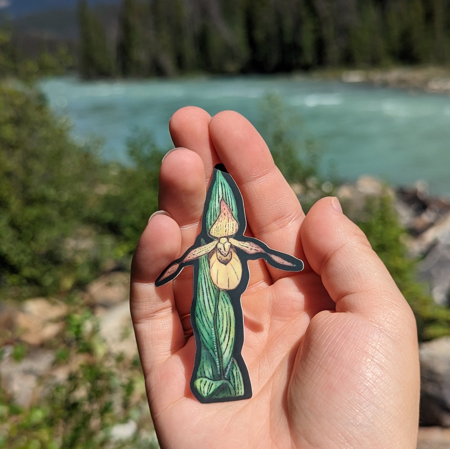 Sticker | Cypripedium parviflorum | Yellow Lady's Slipper