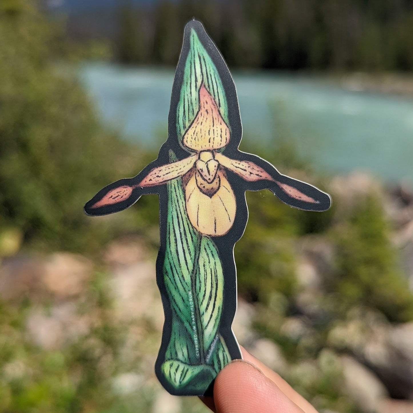 Sticker | Cypripedium parviflorum | Yellow Lady's Slipper